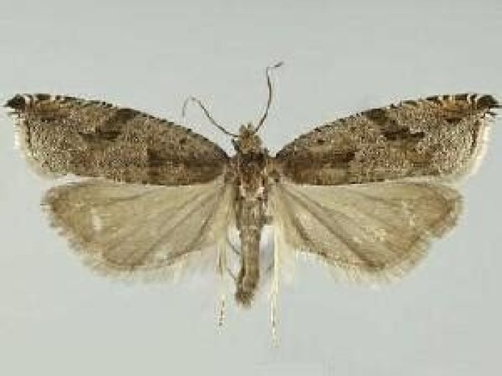 Moth Photographers Group – Ancylis pacificana – 3383