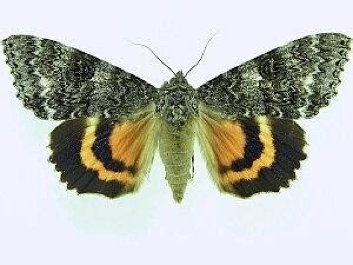 Moth Photographers Group – Catocala unijuga – 8805