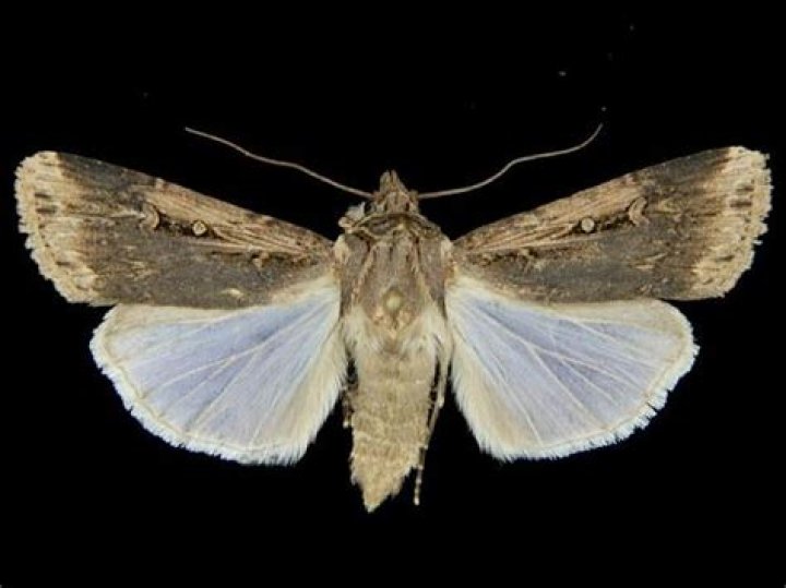 Moth Photographers Group – Feltia subterranea – 10664