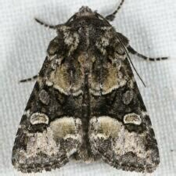 Moth Photographers Group – Lacinipolia olivacea – 10406