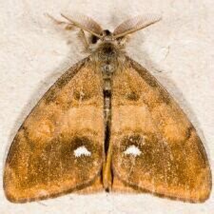 Moth Photographers Group – Orgyia antiqua – 8308