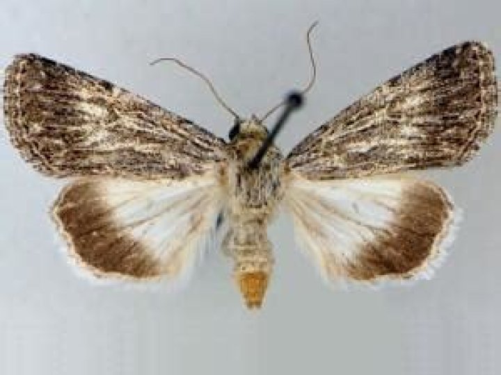Moth Photographers Group – Sympistis pachet – 10139.1