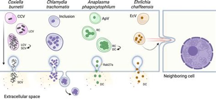 The Genome of the Obligate Intracellular ParasiteTrachipleistophora hominis: New Insights into Microsporidian Genome Dynamics and Reductive Evolution - ePrints