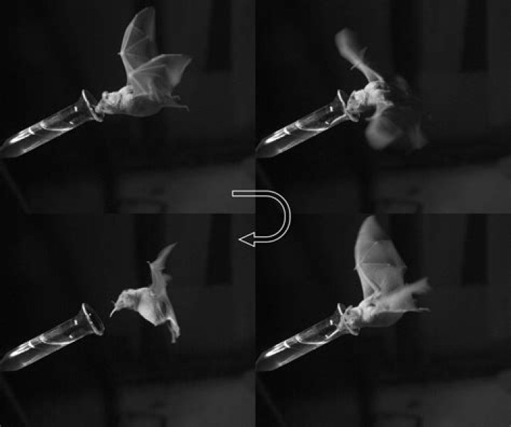 Whiskers Help Nectar-Eating Bats Hover Like Hummingbirds